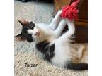 Adopt Tarzan a Domestic Shorthair / Mixed (long coat) cat in Newaygo