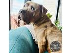 Adopt Bubba a Cane Corso