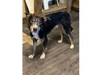 Adopt Gizmo a Border Collie