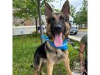 Adopt Pancho a Tan/Yellow/Fawn German Shepherd Dog / Mixed dog in Washington