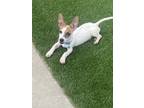 Adopt Bullet a White - with Brown or Chocolate Jack Russell Terrier / Mixed dog