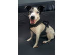 Adopt Fifi a White Mixed Breed (Medium) / Mixed dog in Ashtabula, OH (38454549)
