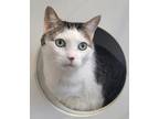Adopt Roxy a White Domestic Shorthair / Domestic Shorthair / Mixed cat in