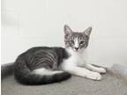Adopt Sparrow a White (Mostly) Domestic Shorthair (short coat) cat in Fort Myers
