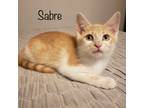 Adopt Sabre a Orange or Red Tabby Domestic Longhair (long coat) cat in