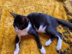 Adopt Alawy-7 months kitten a Tuxedo