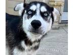 Adopt Angry Face Larry a Husky