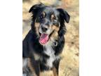 Adopt Thomas a Australian Shepherd