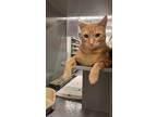 Adopt Meeks a Domestic Shorthair cat in Calimesa, CA (35947318)