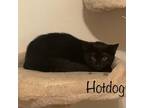 Adopt Hot Dog a Domestic Short Hair