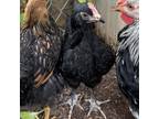 Adopt Livingston a Chicken bird in Quakertown, PA (38448026)