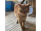 Adopt Garfield a Orange or Red Domestic Shorthair / Mixed cat in Wadena