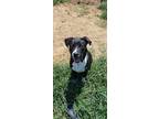 Adopt LIL' BOW WOW a Labrador Retriever / Mixed dog in Marianna, FL (38349640)