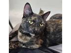Adopt Europa a Tortoiseshell Domestic Shorthair / Mixed cat in Shawnee