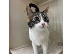 Adopt Dolly a Calico or Dilute Calico Domestic Shorthair / Mixed cat in Spanish