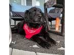 Adopt Max a Black Chow Chow / Labrador Retriever / Mixed dog in Houston