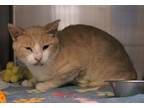 Adopt Thunder a Tan or Fawn Domestic Shorthair / Domestic Shorthair / Mixed cat