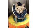 Adopt Nugget a Tan or Fawn Domestic Shorthair / Domestic Shorthair / Mixed cat