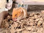 Adopt NAVEEN a Cream Hamster / Mixed small animal in Frederick, MD (38499187)