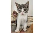 Adopt Doc (Petsmart Peterborough) a Gray or Blue American Shorthair / Domestic