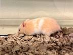 Adopt JASMINE a Cream Hamster / Mixed small animal in Frederick, MD (38499192)