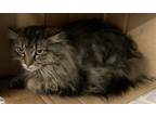 Adopt Stevie a Brown or Chocolate Domestic Longhair / Domestic Shorthair / Mixed