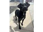Adopt Marcy Dodd a Black Mixed Breed (Medium) / Mixed dog in Sullivan