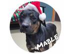 Adopt Mable Dodd a Black Mixed Breed (Medium) / Mixed dog in Sullivan
