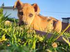 Adopt Zoe a Tan/Yellow/Fawn Shepherd (Unknown Type) / Mixed dog in Spruce Grove
