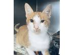 Adopt Donut a Orange or Red Domestic Shorthair / Domestic Shorthair / Mixed