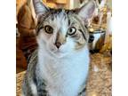 Adopt Clark Kent a Gray or Blue Domestic Shorthair / Mixed cat in Fort Worth