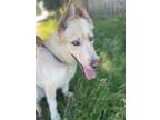 Adopt Howie a Tan/Yellow/Fawn Shepherd (Unknown Type) / Mixed dog in BURIEN