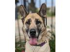 Adopt SCARLET a Tan/Yellow/Fawn German Shepherd Dog / Mixed dog in Huntington