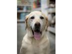 Adopt Buddy a Tan/Yellow/Fawn Labrador Retriever / Mixed dog in West Richland