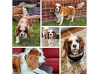 Adopt Tabitha a Red/Golden/Orange/Chestnut - with White Cavalier King Charles