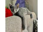 Adopt Blue Jay a Gray or Blue Domestic Shorthair / Mixed (short coat) cat in San