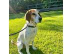 Adopt JACK a Coonhound / Mixed dog in Palm City, FL (38529098)