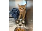 Adopt Peanut butter a Domestic Mediumhair / Mixed (short coat) cat in Henderson