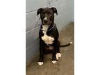 Adopt Carter HW(-) a Black American Pit Bull Terrier / Mixed dog in Owensboro