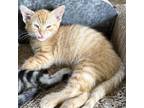 Adopt Wally a Orange or Red Domestic Shorthair / Mixed cat in Long Beach