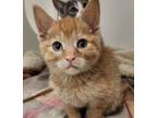 Adopt Swifty (Petsmart Peterborough) a Orange or Red American Shorthair /