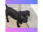 Adopt Birch a Black Labrador Retriever, Boxer