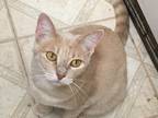 Adopt Chelsea a Cream or Ivory European Burmese (short coat) cat in Dallas