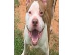 Adopt Butters a American Staffordshire Terrier