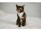 Adopt Harlequin a Calico cat in Calimesa, CA (28638673)
