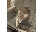 Adopt Boots a Gray, Blue or Silver Tabby Domestic Shorthair / Mixed (short coat)