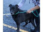 Adopt Noah a Black Labrador Retriever / Mixed dog in Reeds Spring, MO (33305556)