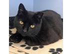 Adopt Mama Roosevelt a All Black Domestic Shorthair / Mixed (short coat) cat in