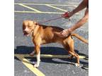 Adopt Dwayne a Red/Golden/Orange/Chestnut - with White Boxer / Mixed dog in