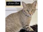 Adopt Wild Bill a Brown Tabby Domestic Shorthair (short coat) cat in